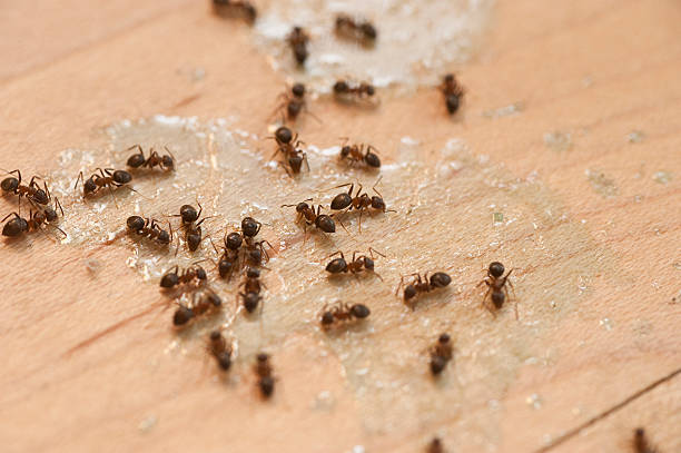 Best Ant Control Services  in Oxford, IN