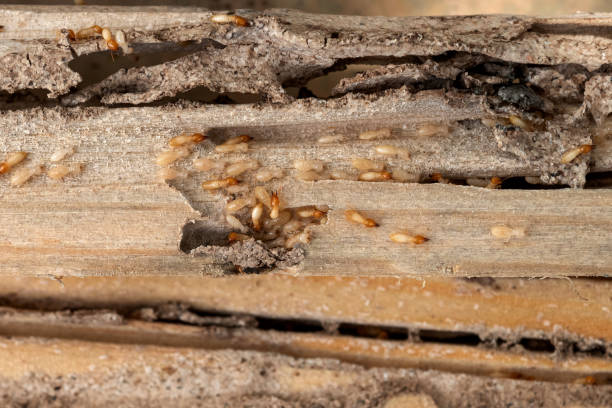 Pest Control for Restaurants in Oxford, IN